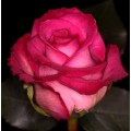 Roses - Purple Cezanne